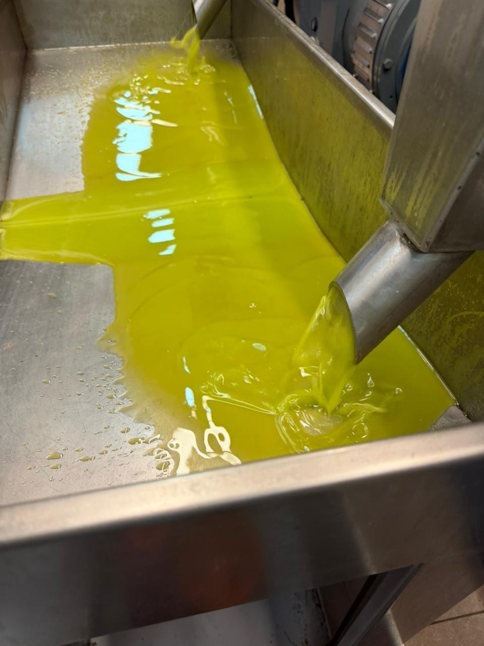 Fresh olive oil flowing from the mill