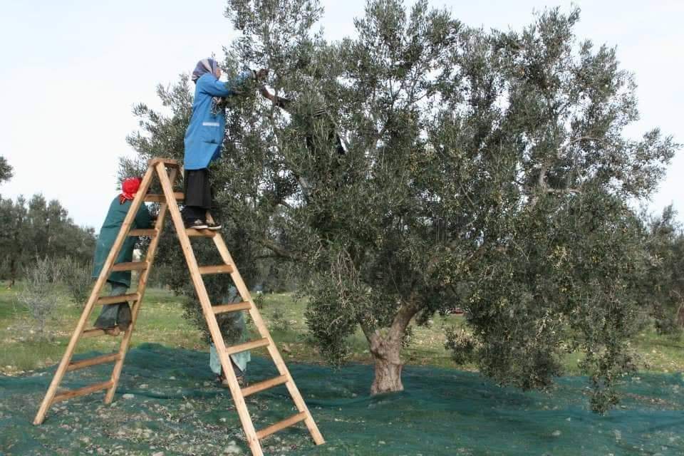 Harvest in a certified olive grove