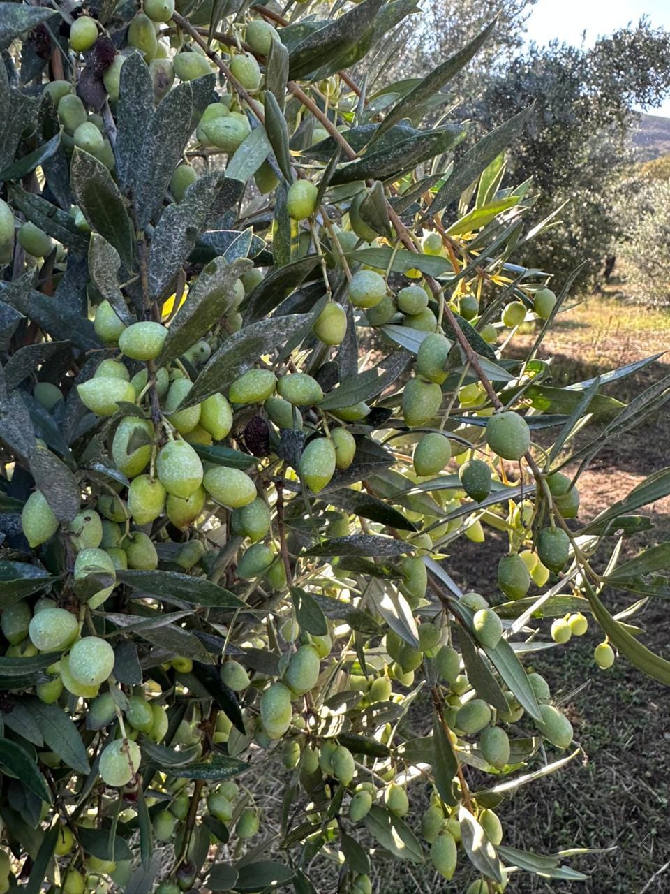 Olives on the tree before lot selection